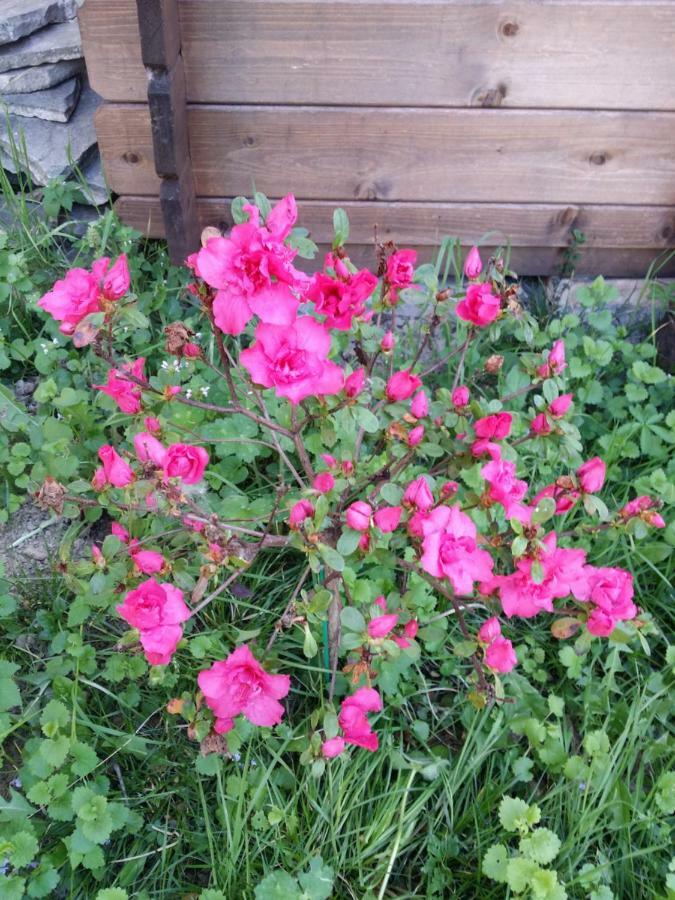 R&B Albero Cavo Parma B&B 외부 사진